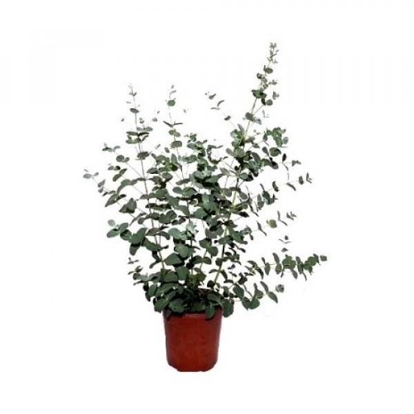  Eucalyptus Cinerea - Silver Dollar Tree